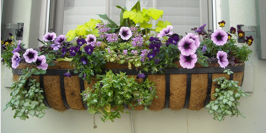 home plants